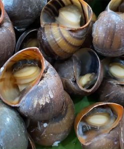 ỐC BƯƠU Hấp xả